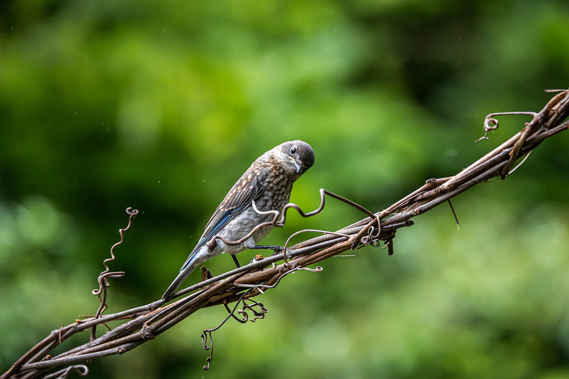 Eastern bluebird - fledgling 68, The Nut House, Clemson, SC