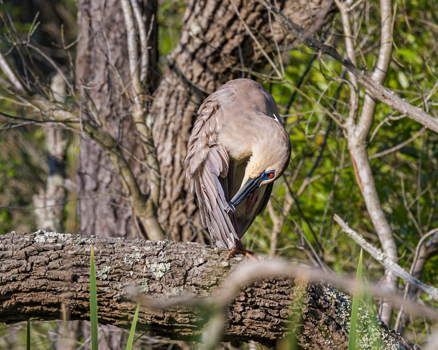 Black crowned night heron 13, Huntington Beach State Park, SC
