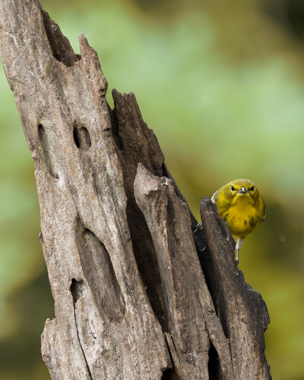 Pine Warbler 2, The Nut House, Clemson, SC