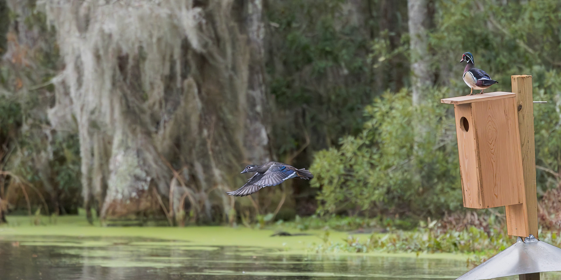 Wood duck 7, Magnolia Plantation Audubon Swamp Garden