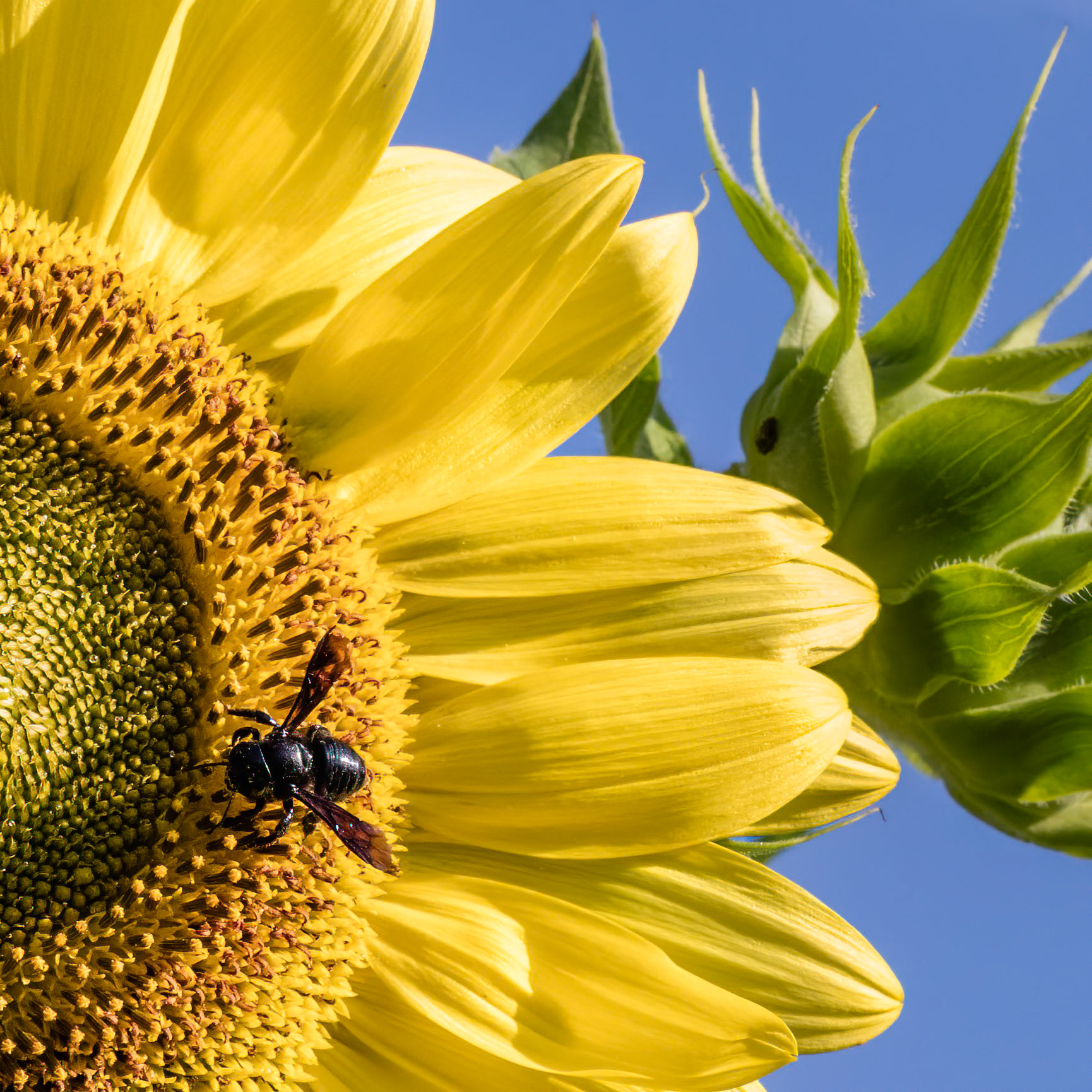 Sunflower 8, Brunswick County Botanical Garden