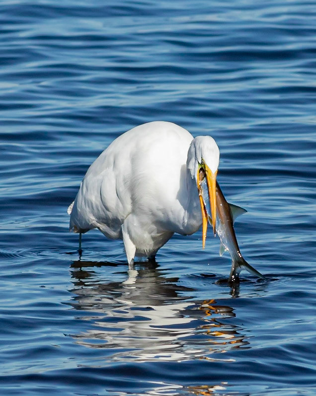 Great egret 29, Huntington Beach SC