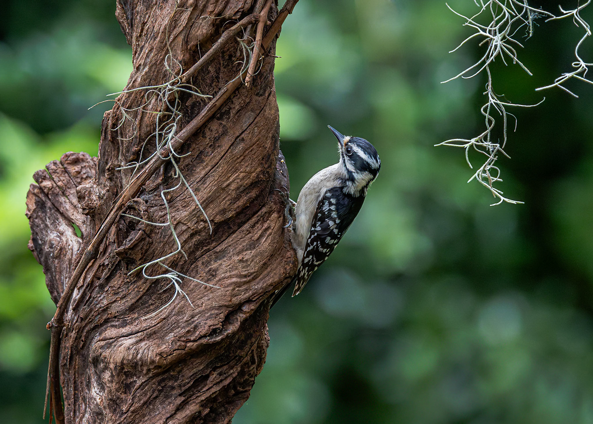 Downy woodpecker 10, The Nut House, Clemson, SC