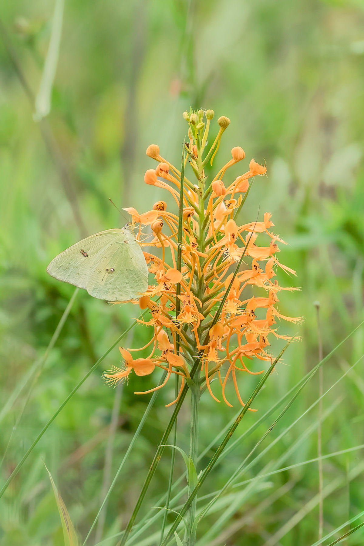 Orange-fringed orchid with cloudless sulfur 4, Green Swamp area