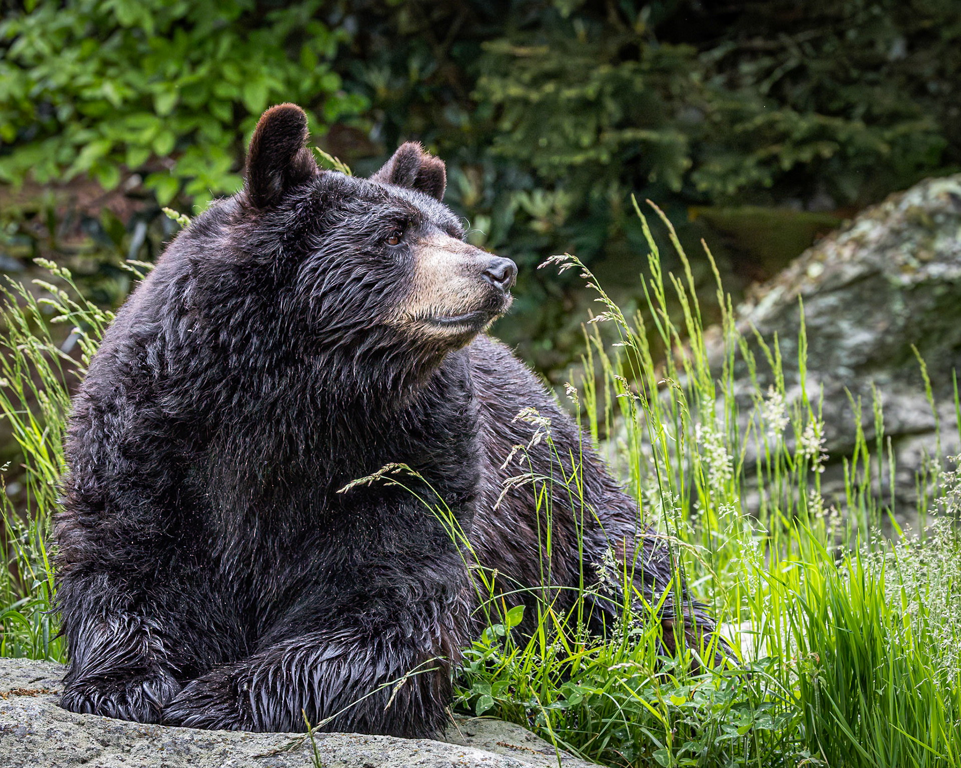 Black bear 5, Grandfather Mountain, NC