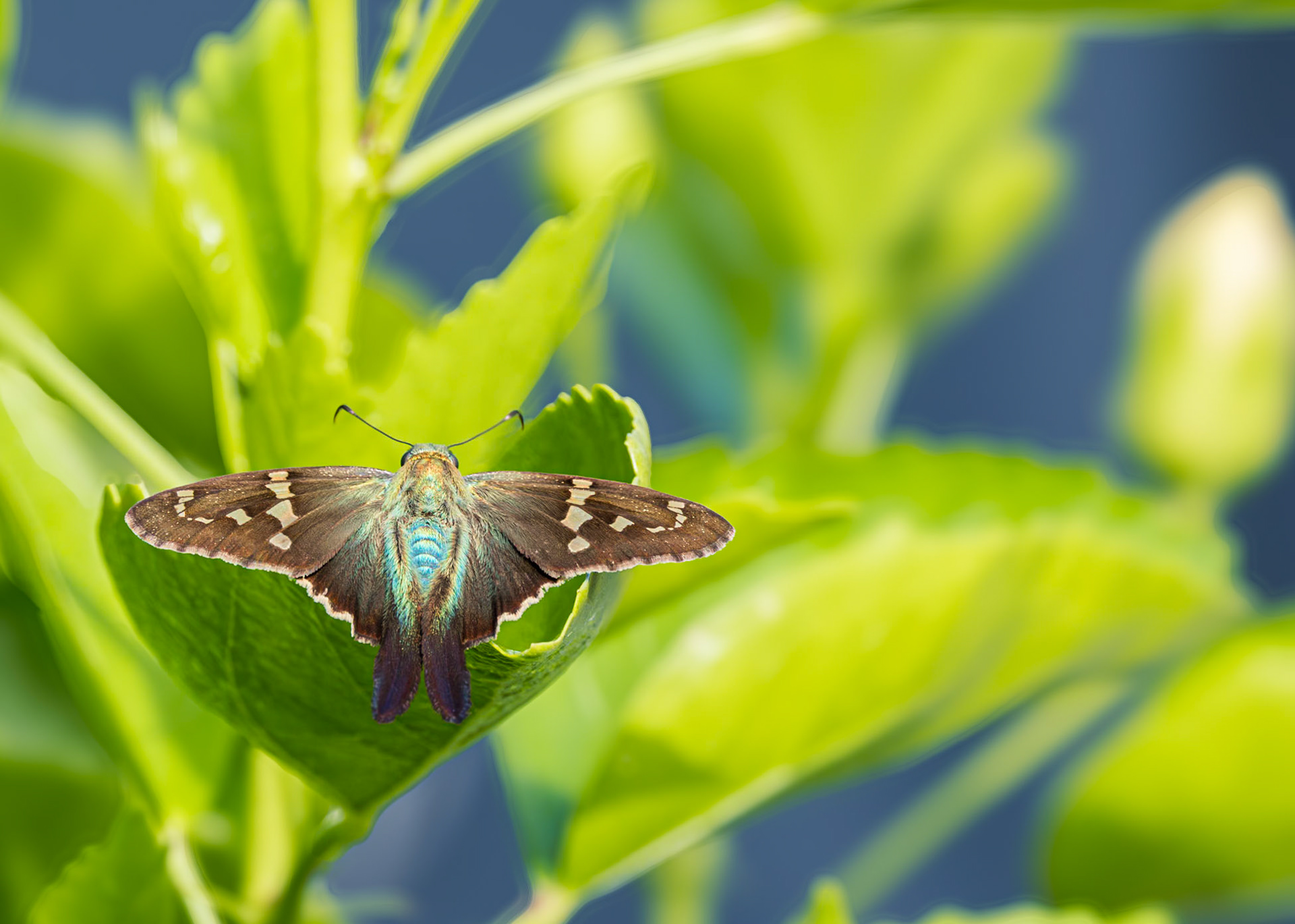 Long tailed skipper 14, Private home in Calabash, NC