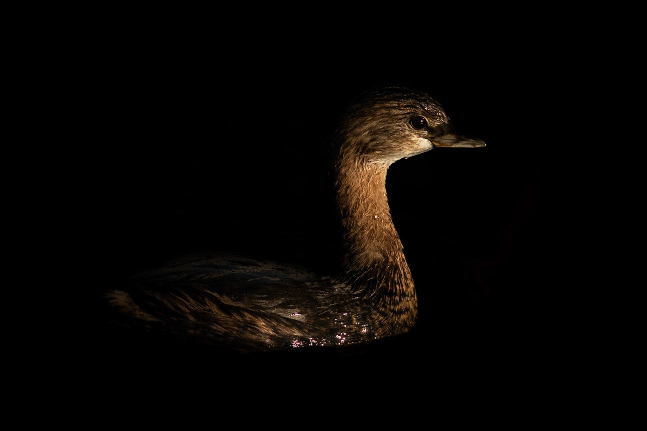 Grebe 1, Carl Bazemore bird platform, Sunset Beach, NC