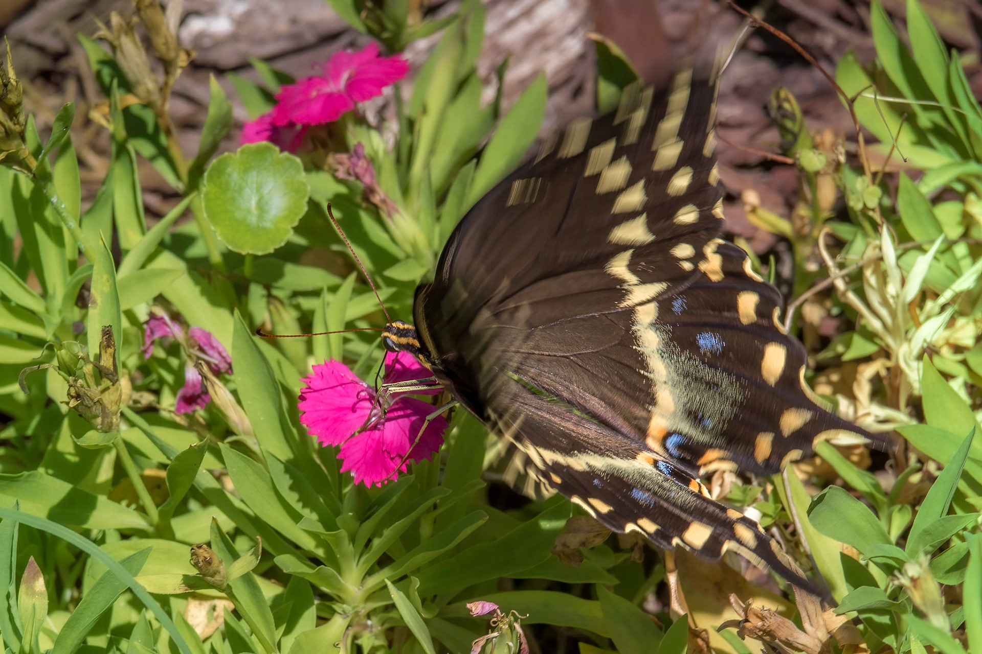 Palamedes swallowtail 1, Brunswick County Botanical Gardens