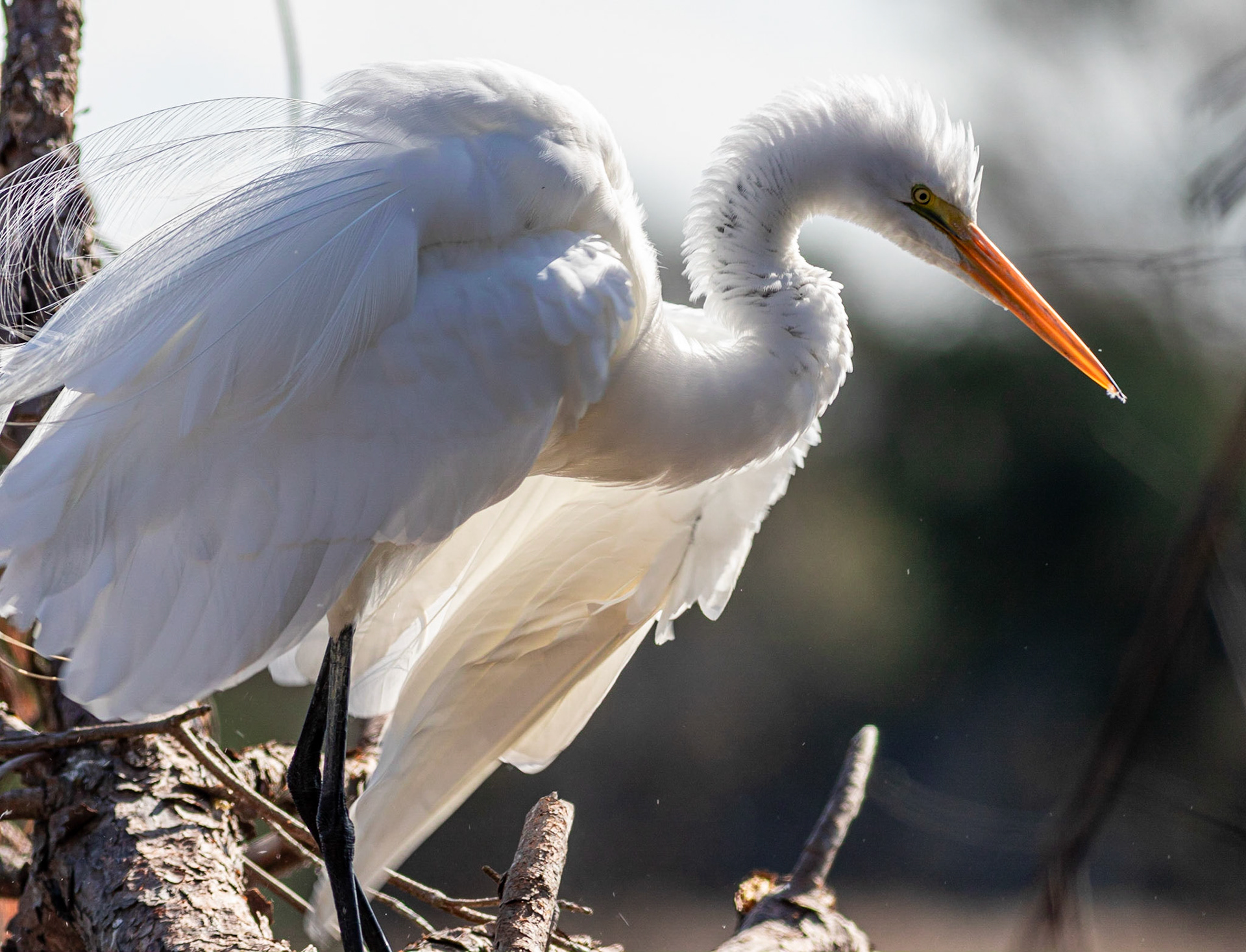 Great Egret 11, Huntington Beach State Park, SC