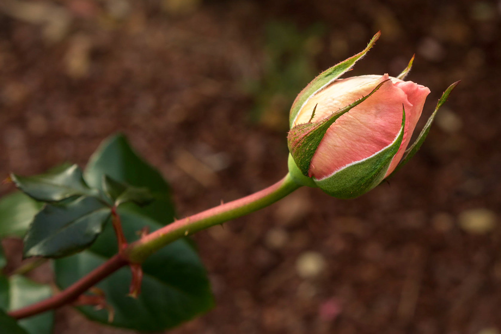 Rose 18, Brunswick County Botanical Gardens