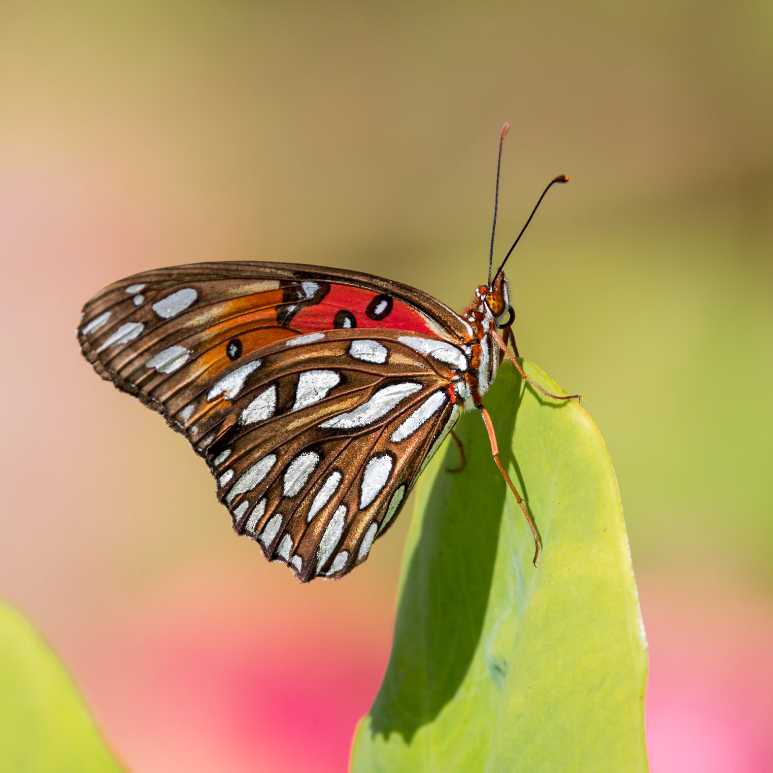 Gulf fritillary 8, Brunswick County Botanical Gardens
