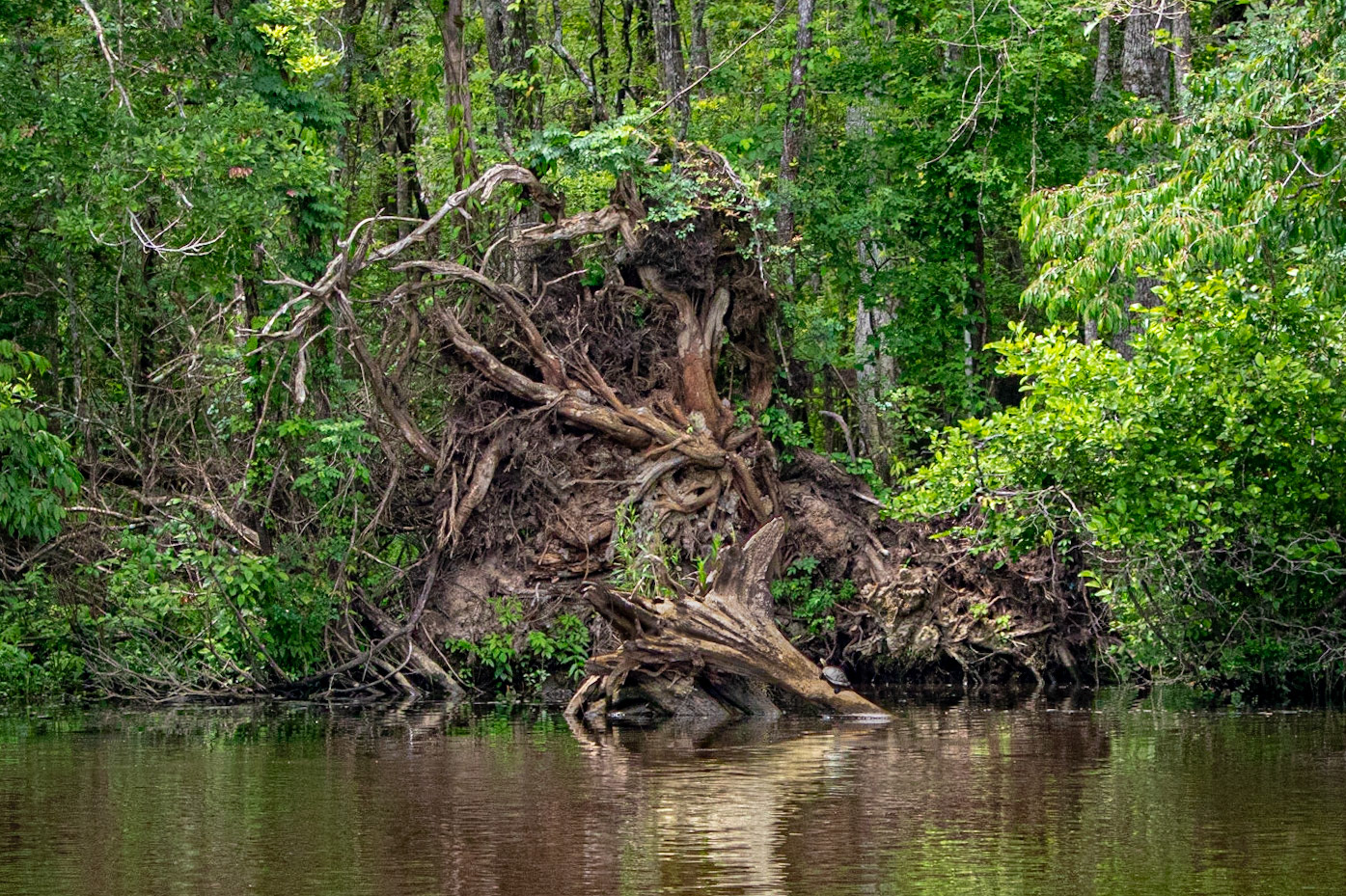 Waccamaw River 13, Plantation River Cruise