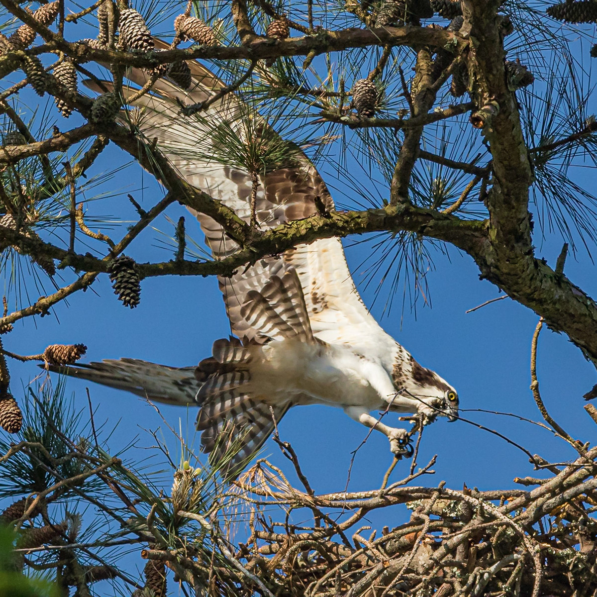 Osprey 63, Rookery, Sea Trail