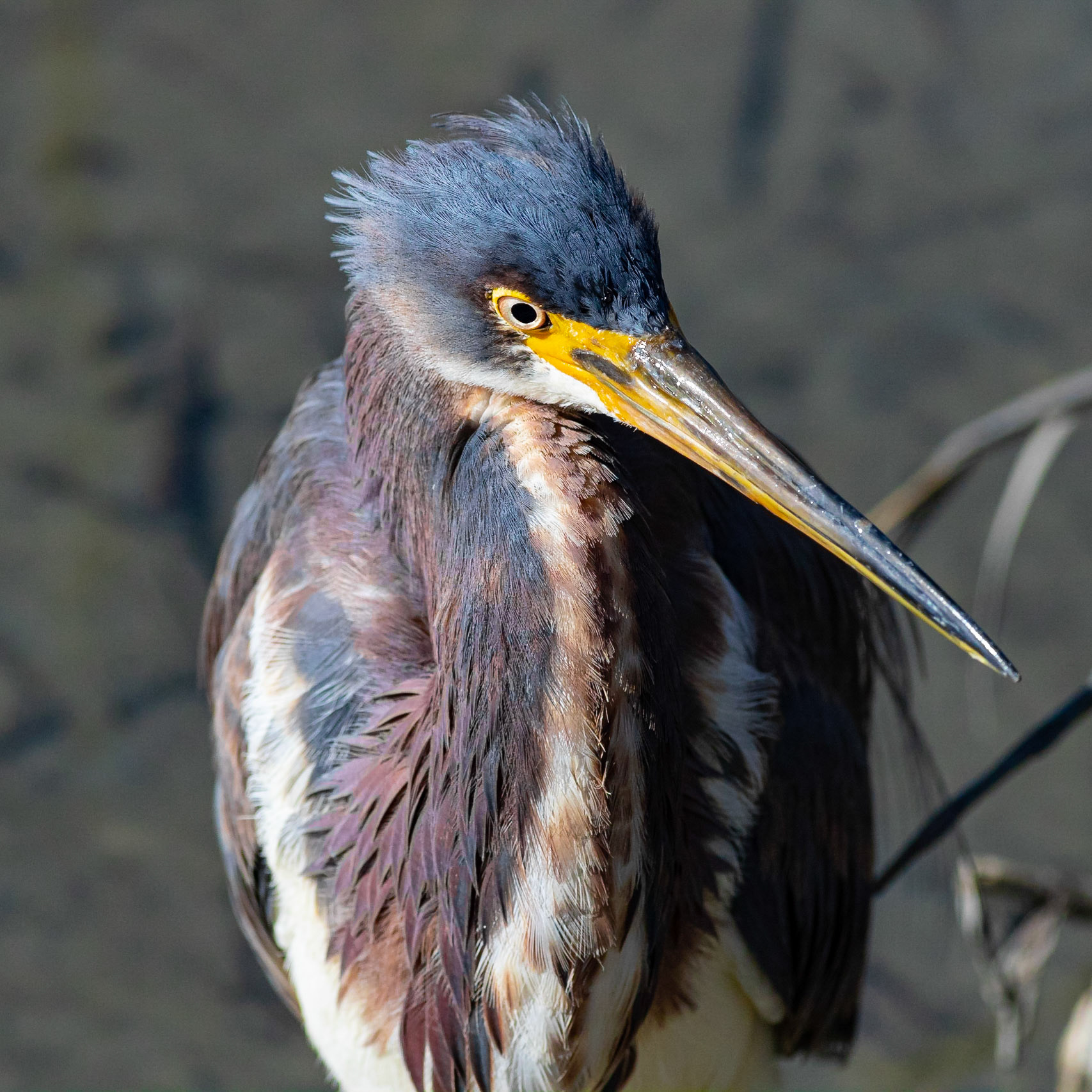 Tricolor heron 19, Huntington Beach SP, SC