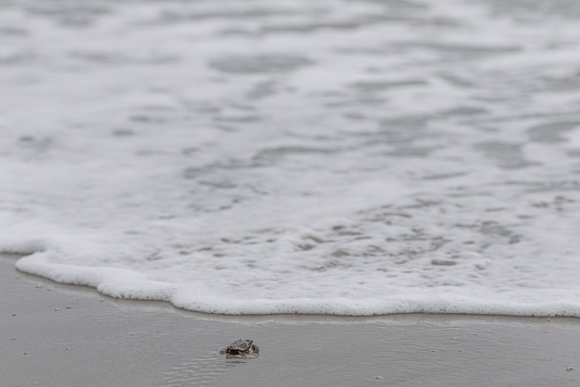 Loggerhead 4, OIB east end