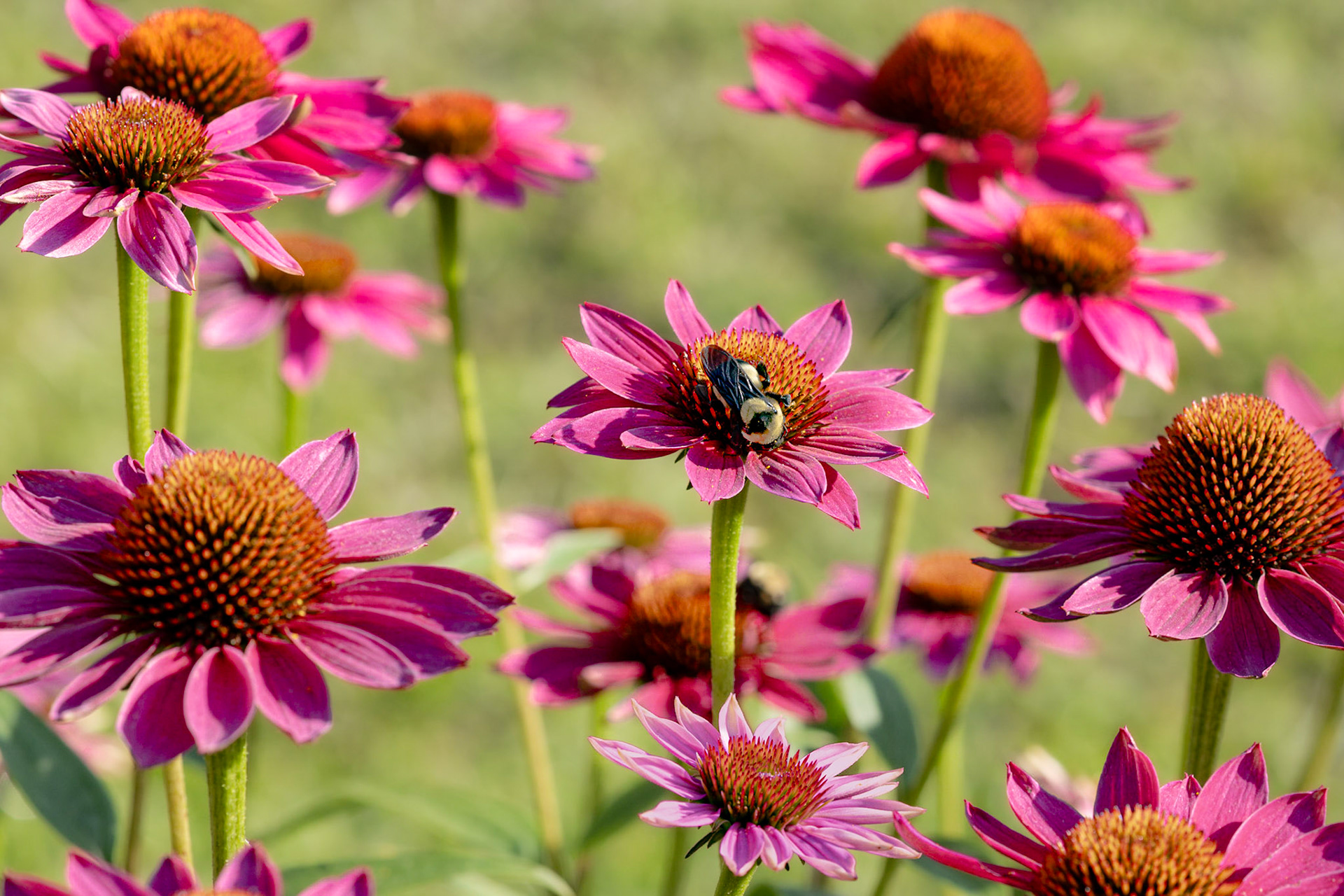 Coneflower 9\, Brunswick County Botanical garden