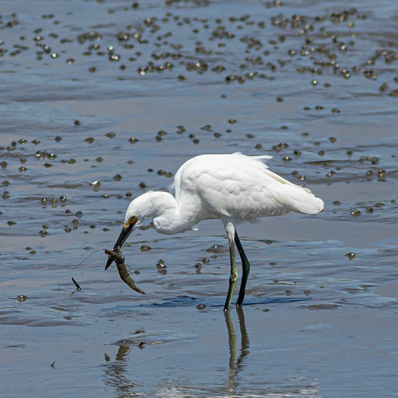 Snowy Egret Eating Shrimp 8