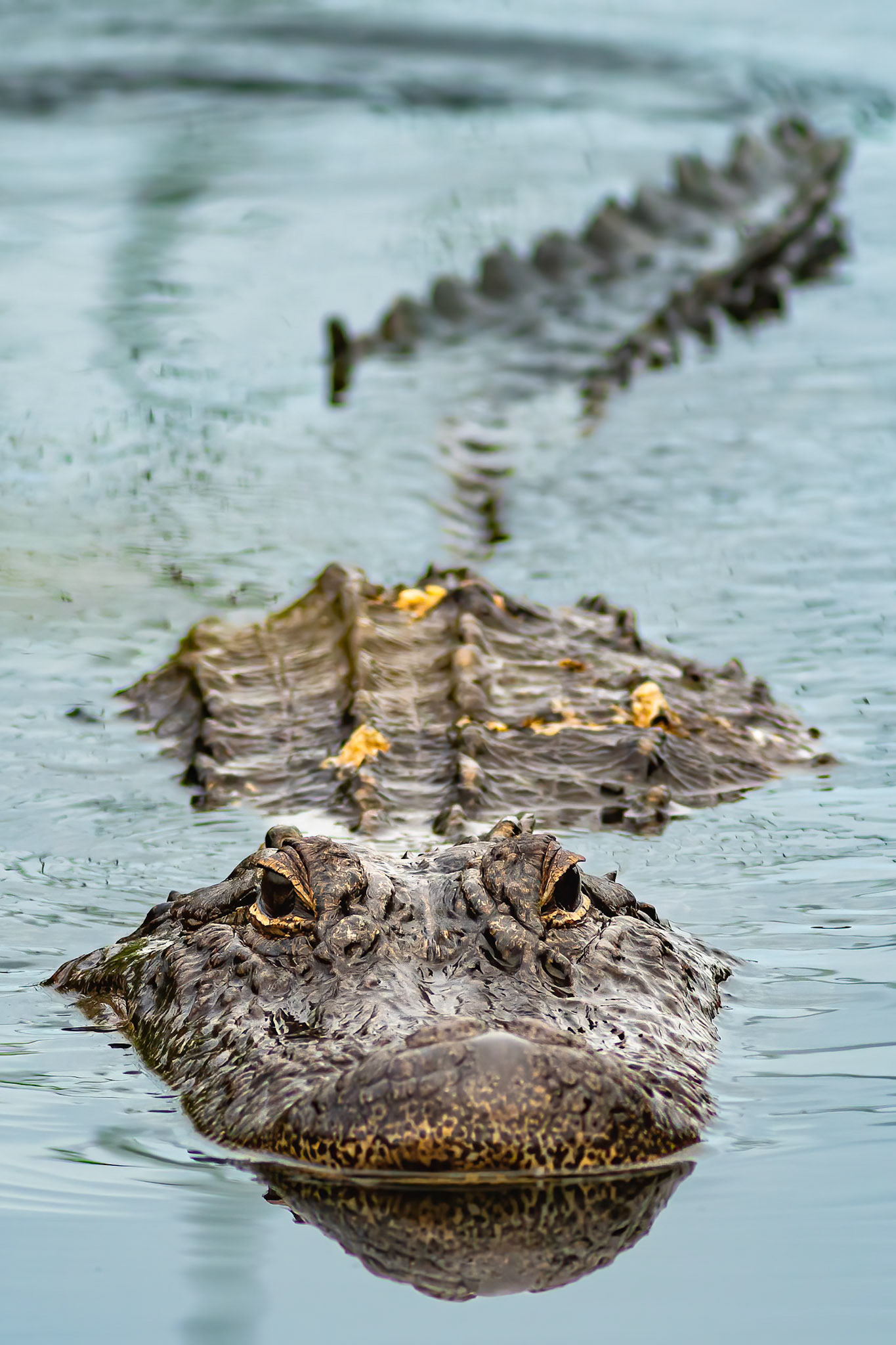 Gator 2, Carl Bazemore Platform, Sunset Beach