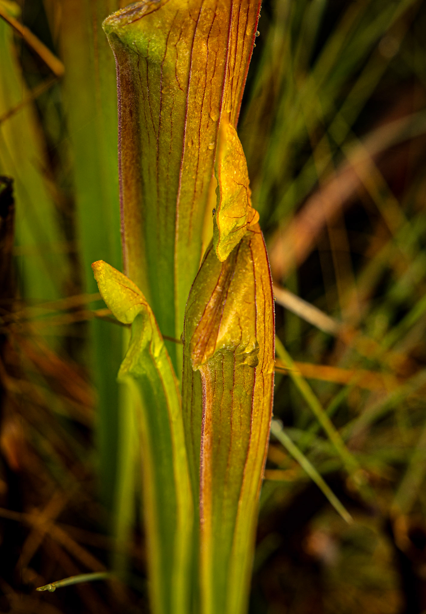 Pitcher plant 11, Green Swamp Preserve