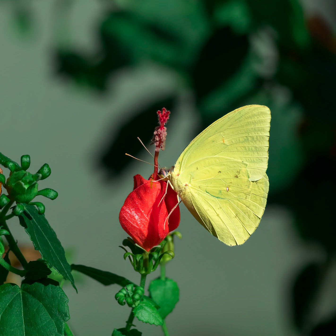 Cloudless sulfer on wax mallow 4, New Hanover County Arboretum