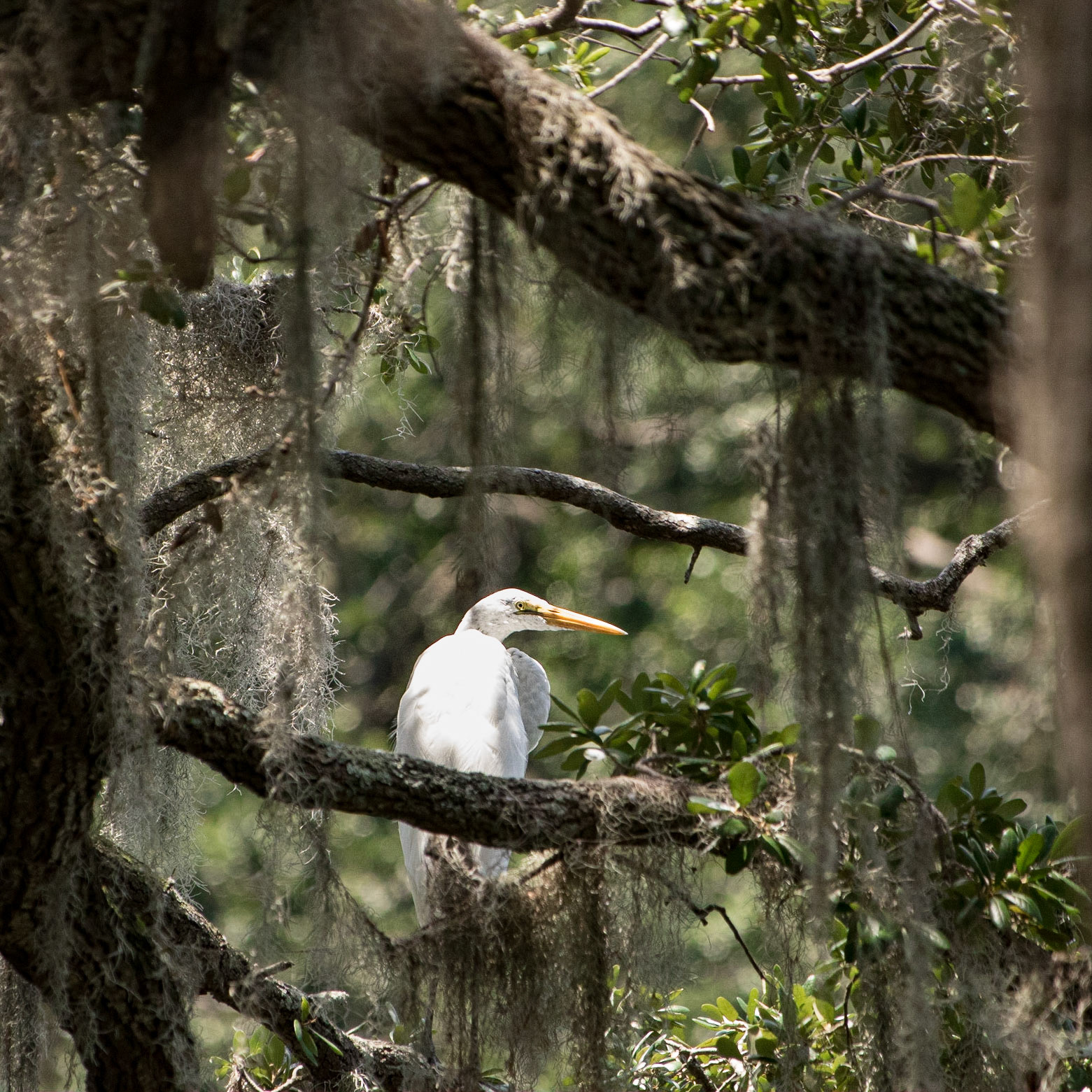 Great Egret 12, Airlie Gardens, NC