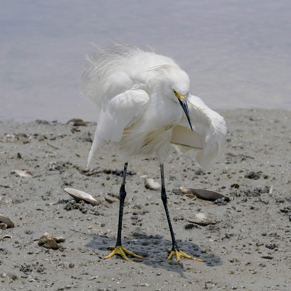 Snowy egret 20, Huntington Beach State Park, SC