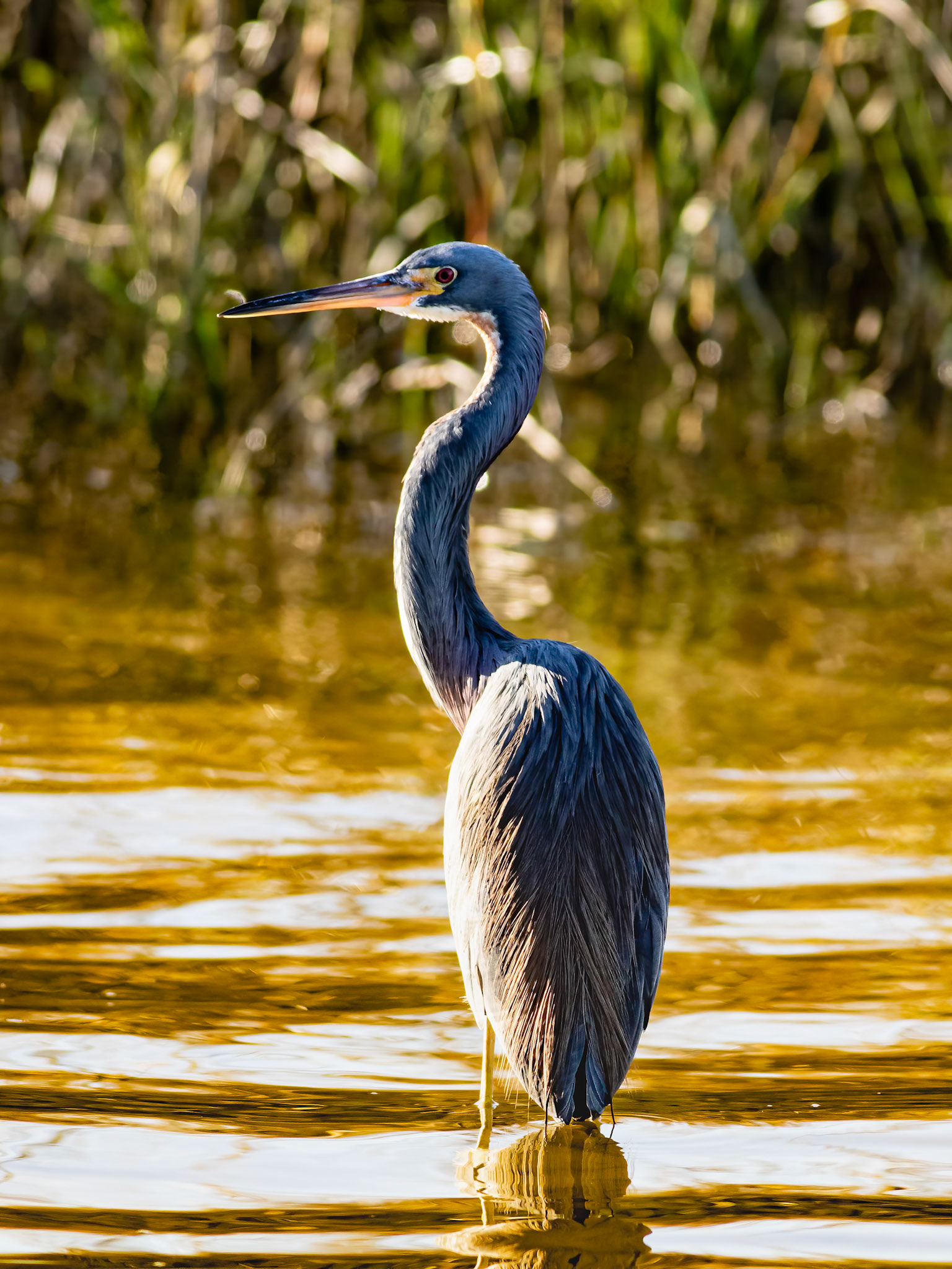 Tricolor Heron 8, OIB Ferry Landing Park