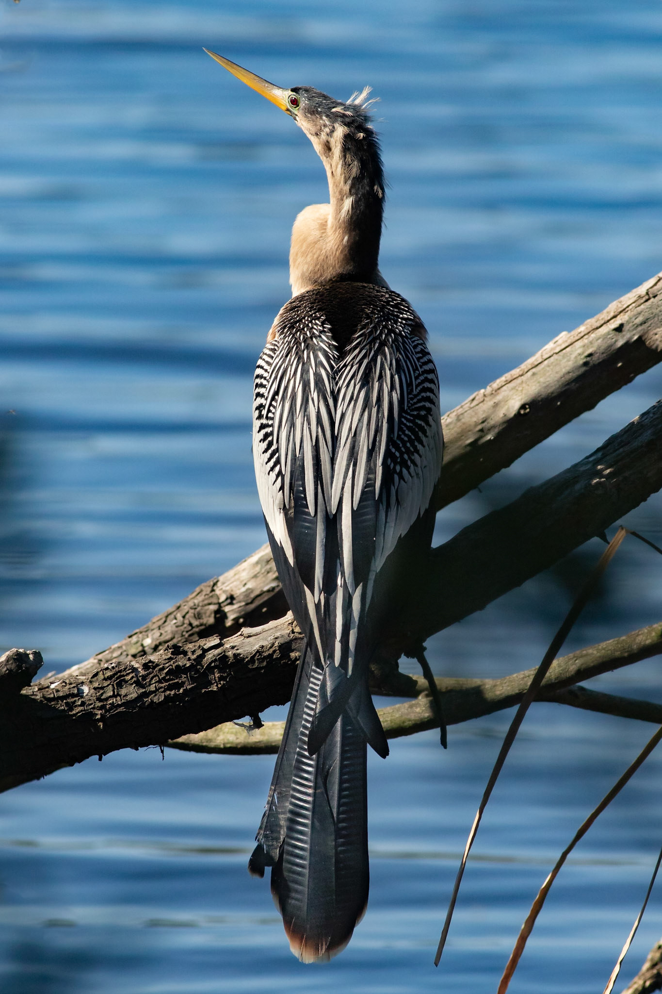 Anhinga 6, Huntington Beach SC, Mating Plumage