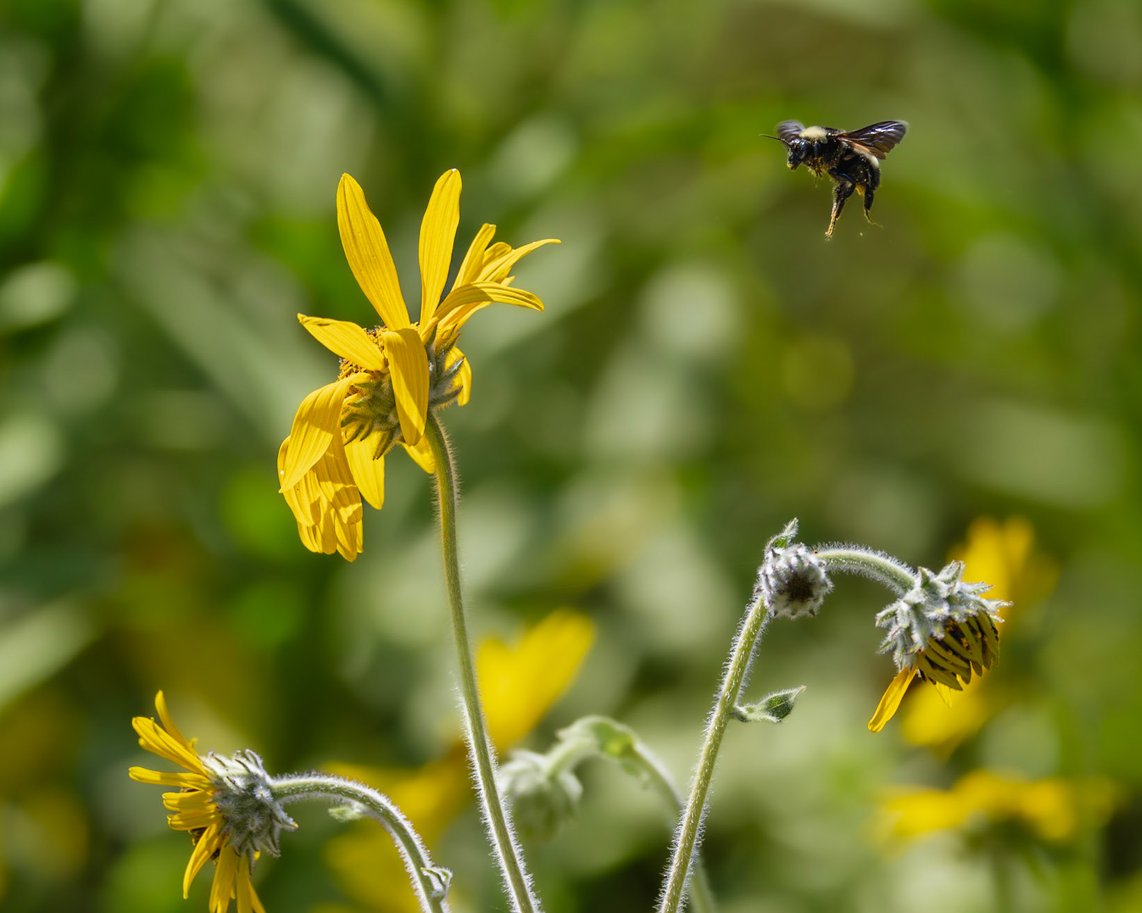 Bees 18, Brunswick County Botanical Gardens