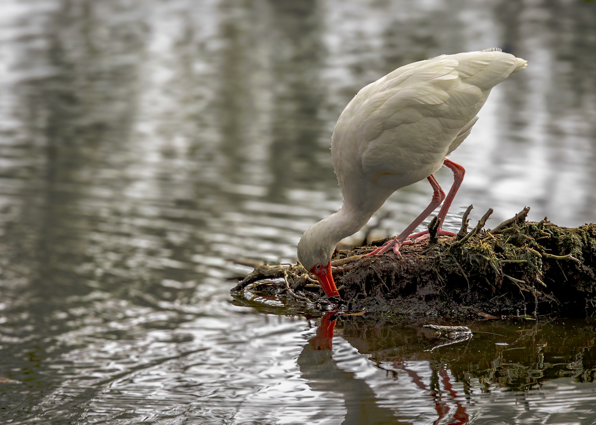 White Ibis 5, Cypress Wetlands, Port Royal, SC