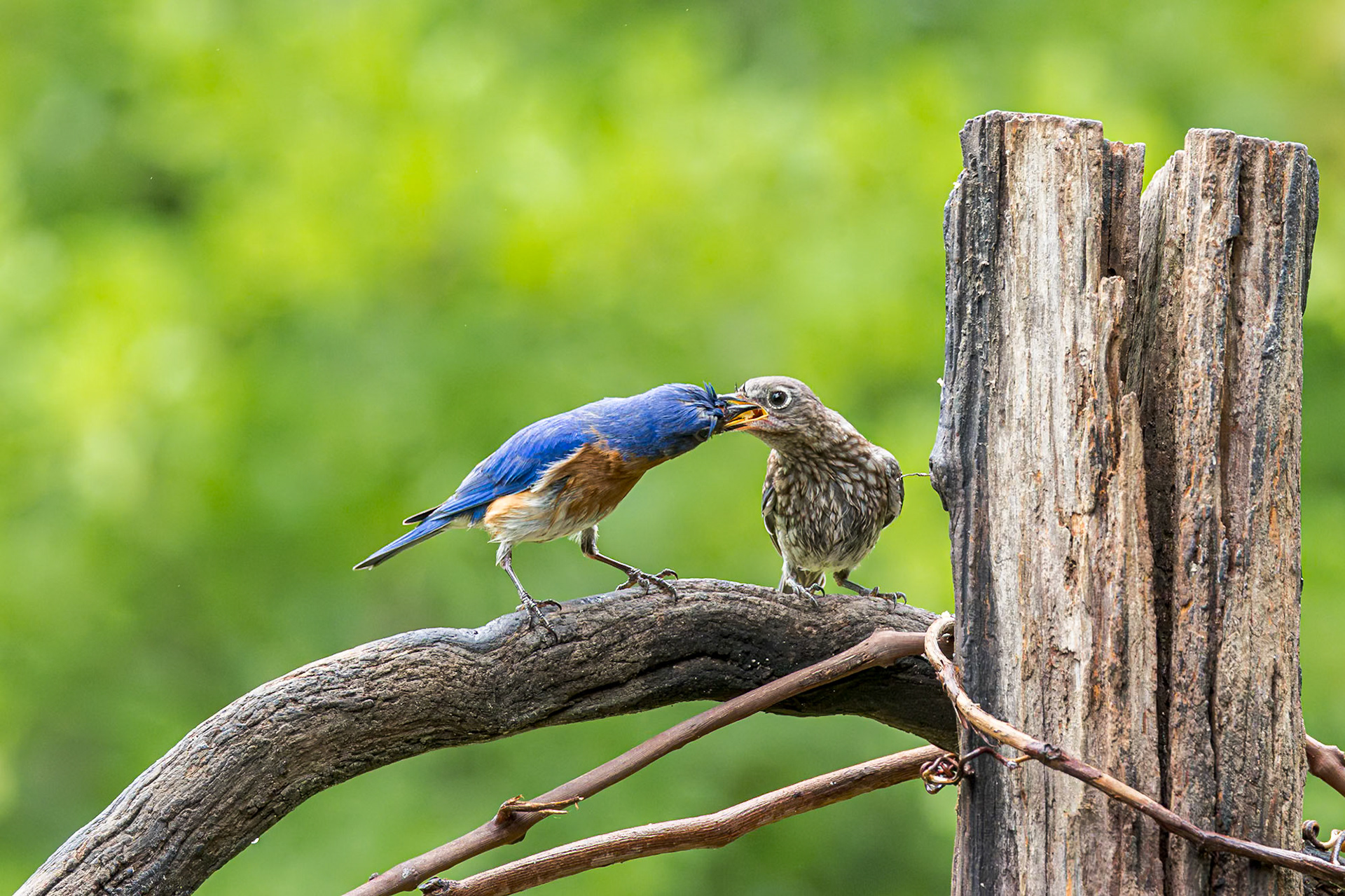 Eastern bluebird - 71, The Nut House, Clemson, SC