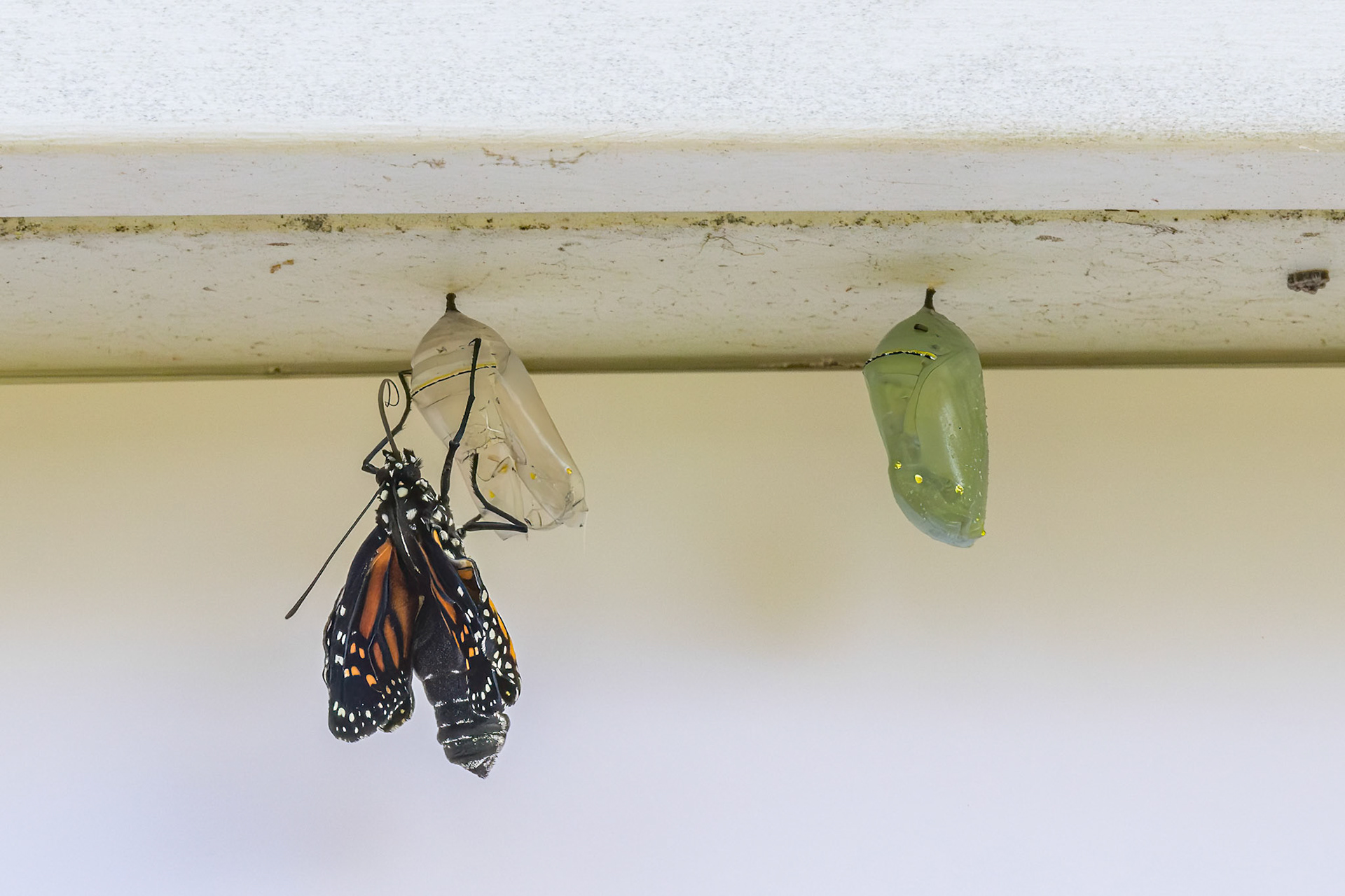Monarch hatching 11, Private home in Calabash, NC