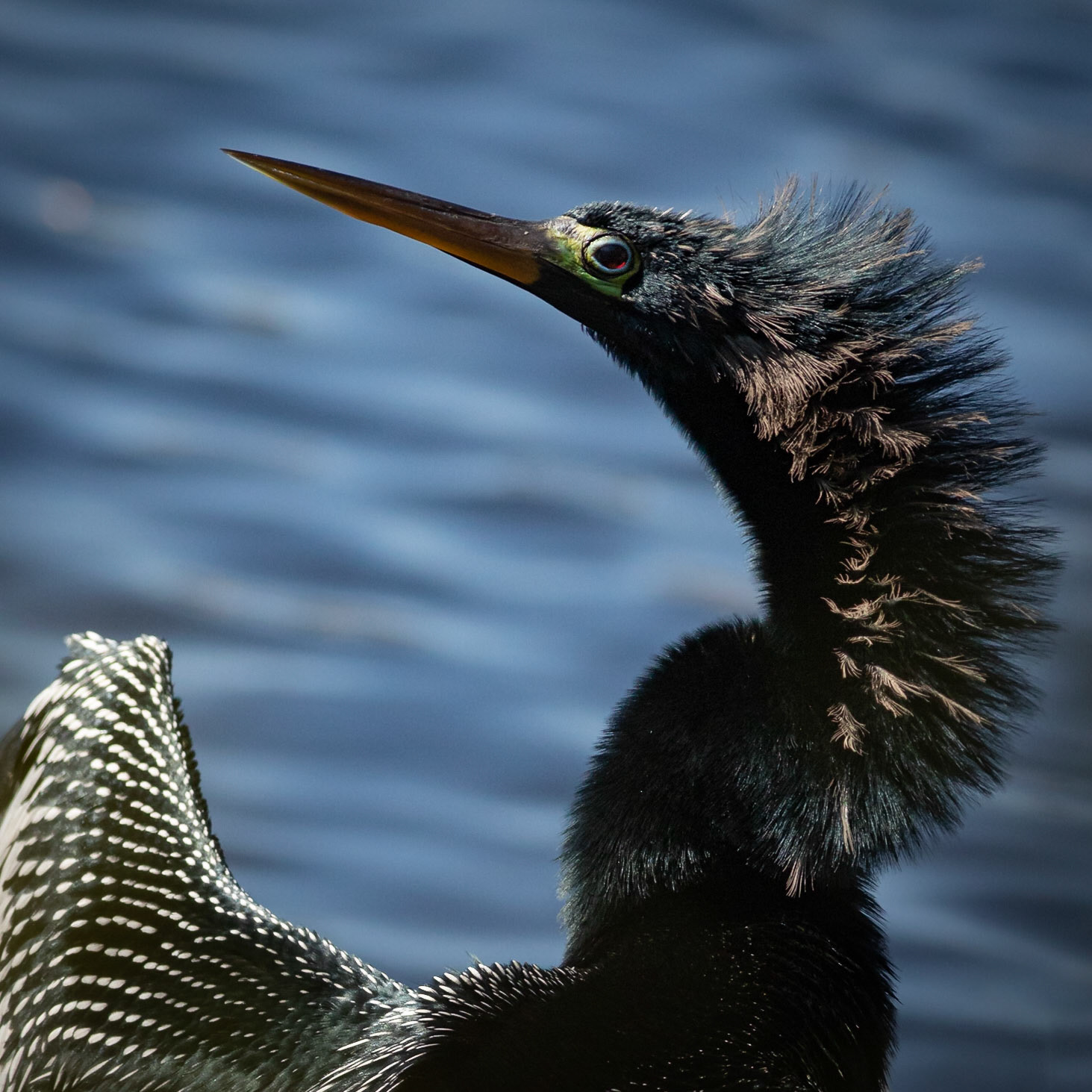 Anhinga 10, Huntington Beach SC, Mating Plumage