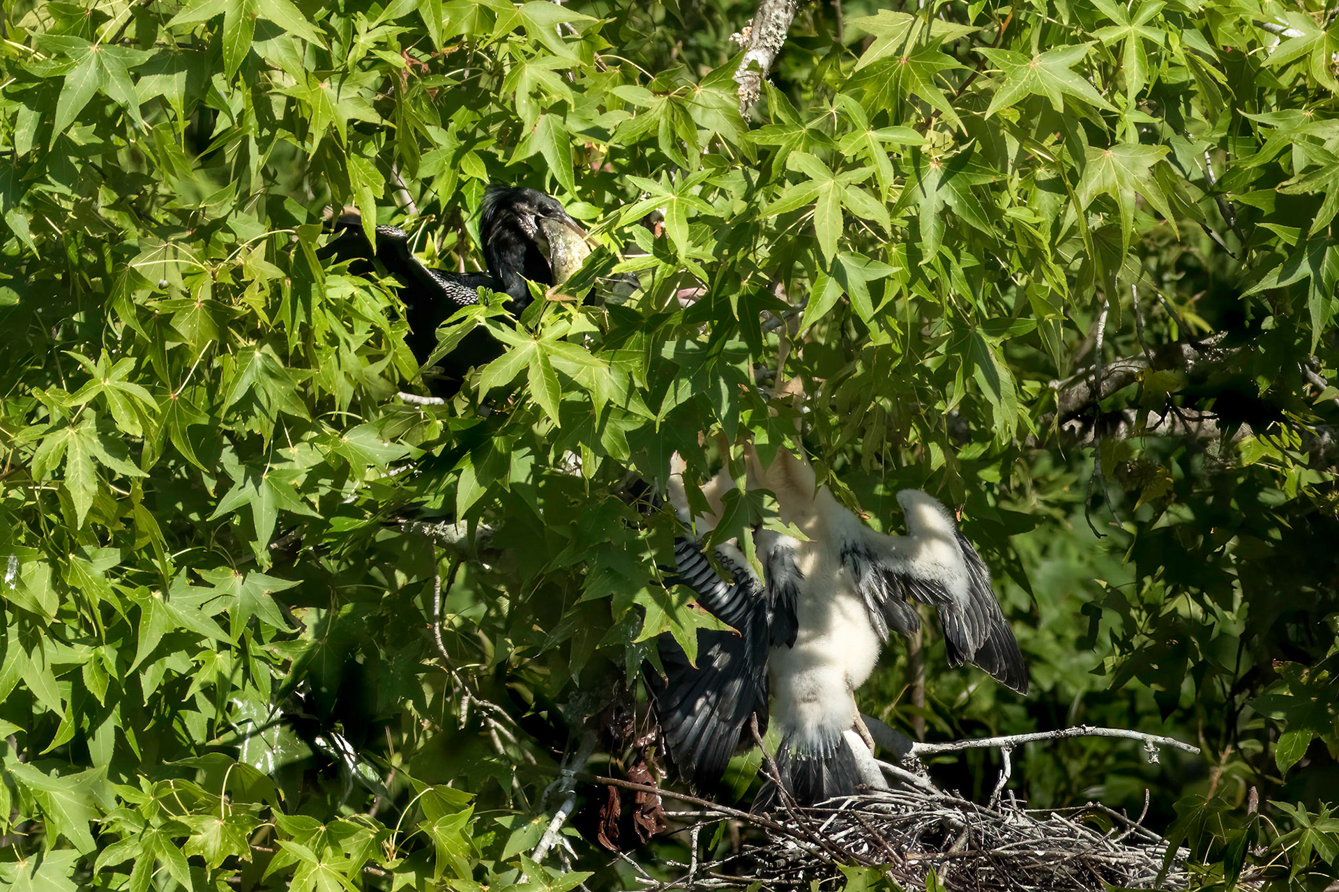 Anhinga nest 27, Sea Trail , Week of July 25, Nest 1