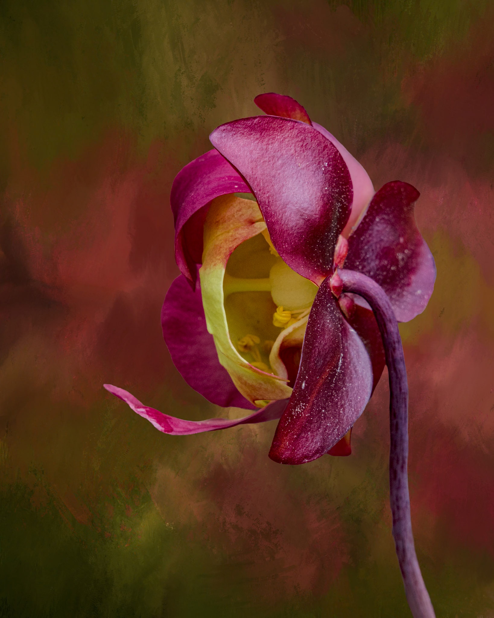 Pitcher plant bloom 19, Green Swamp Preserve