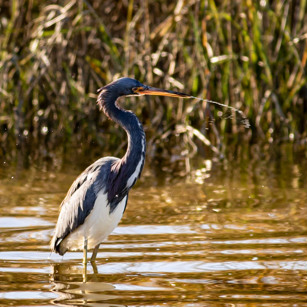 Tricolor Heron 11, OIB Ferry Landing Park