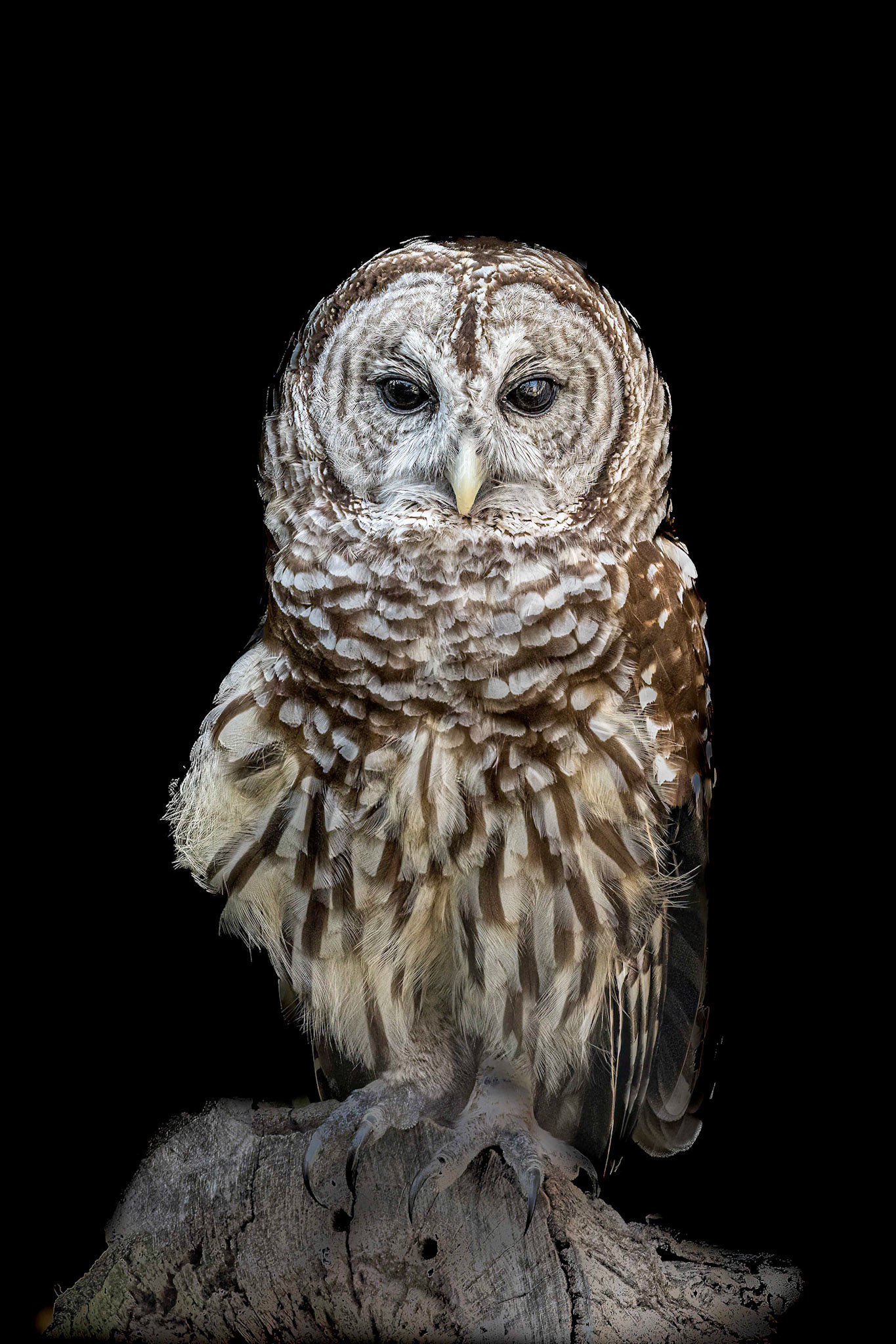 Barred owl 5, Sea Biscuit Wildlife Shelter
