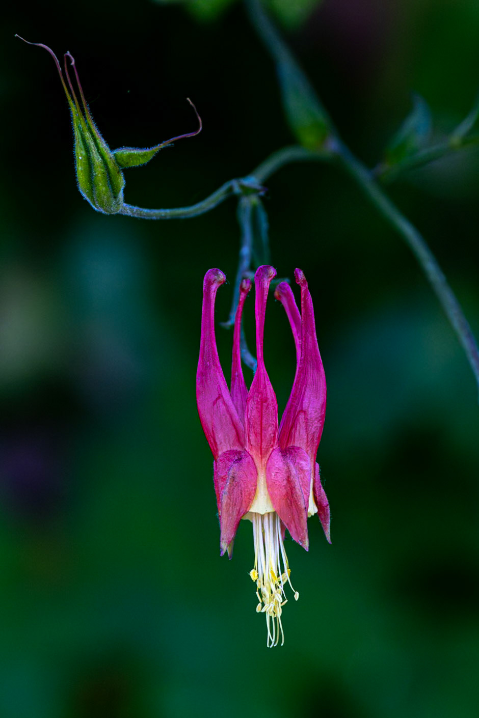 Columbine 1, Brunswick County Botanical Gardens