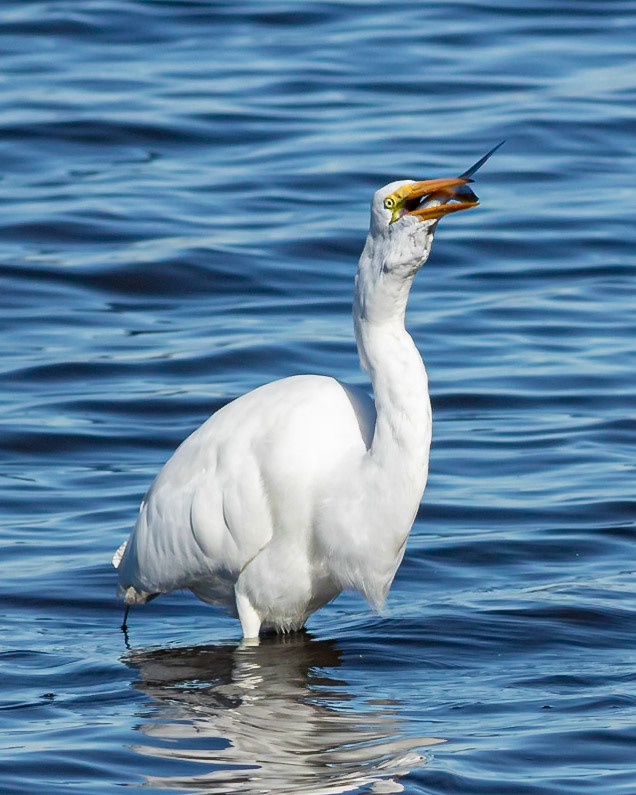Great egret 27, Huntington Beach SC