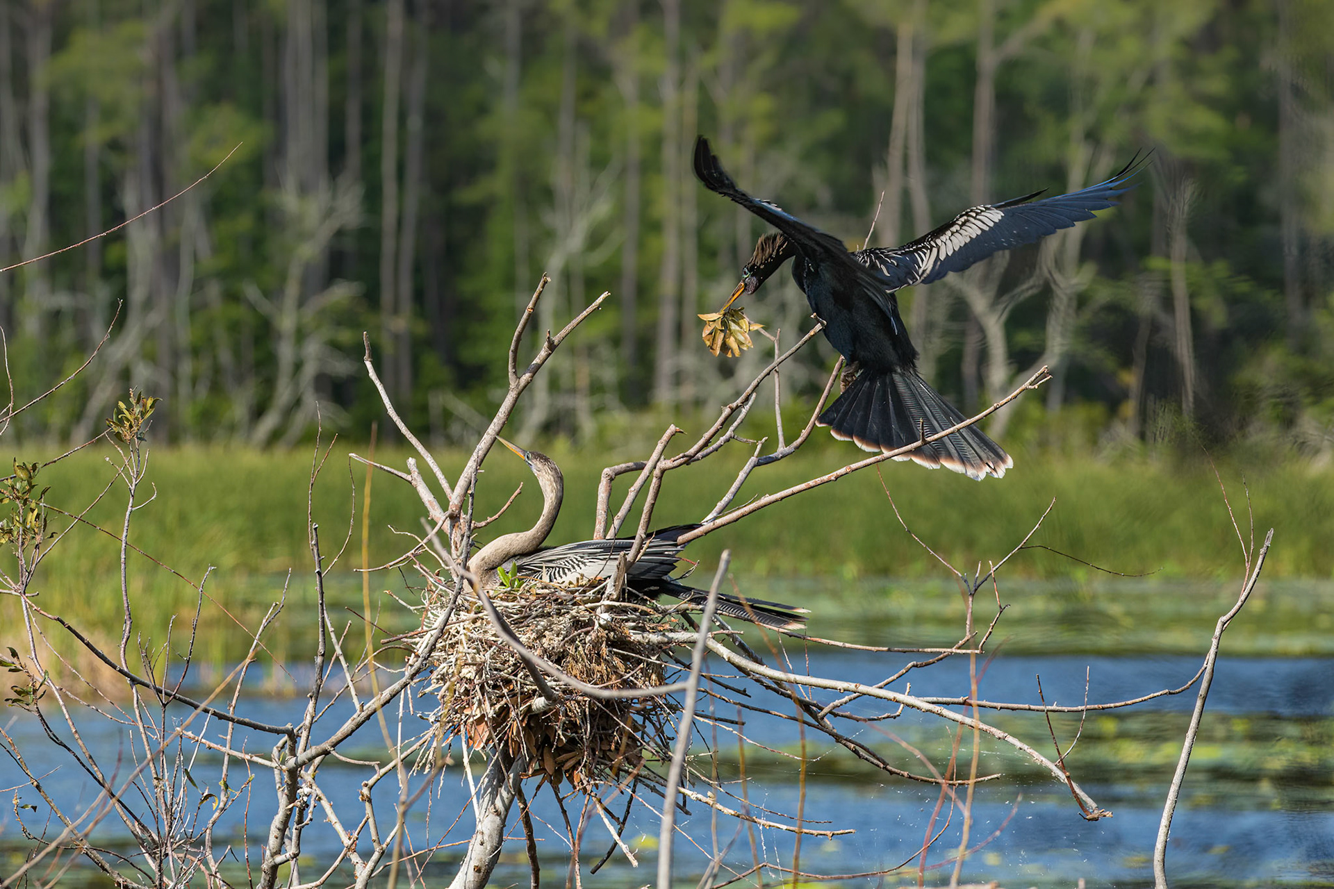 Anhinga 11, Huntington Beach SC