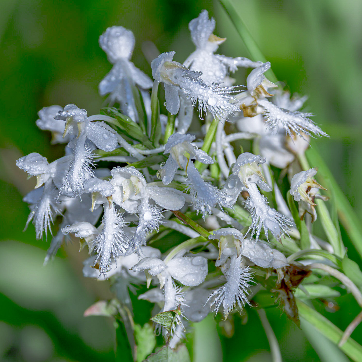 White-fringed orchid 2, Piney Ridge Nature Preserve