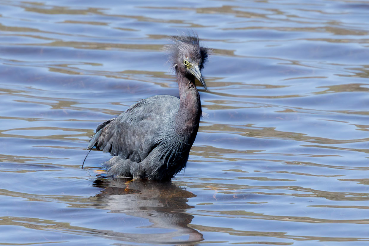 Little Blue Heron 27, Huntington Beach State Park, SC