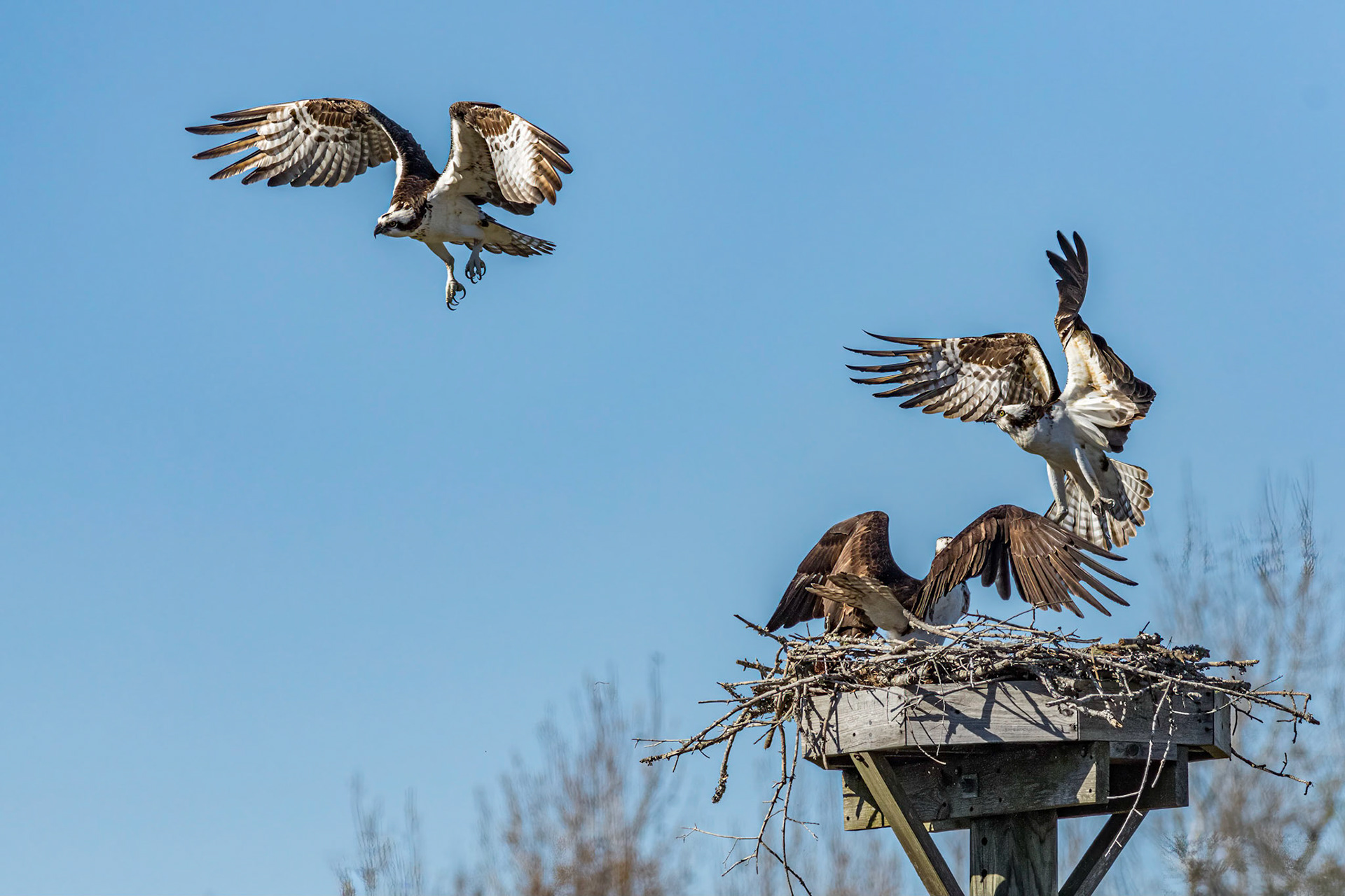 Osprey Fight 4, platforms, Sea Trail