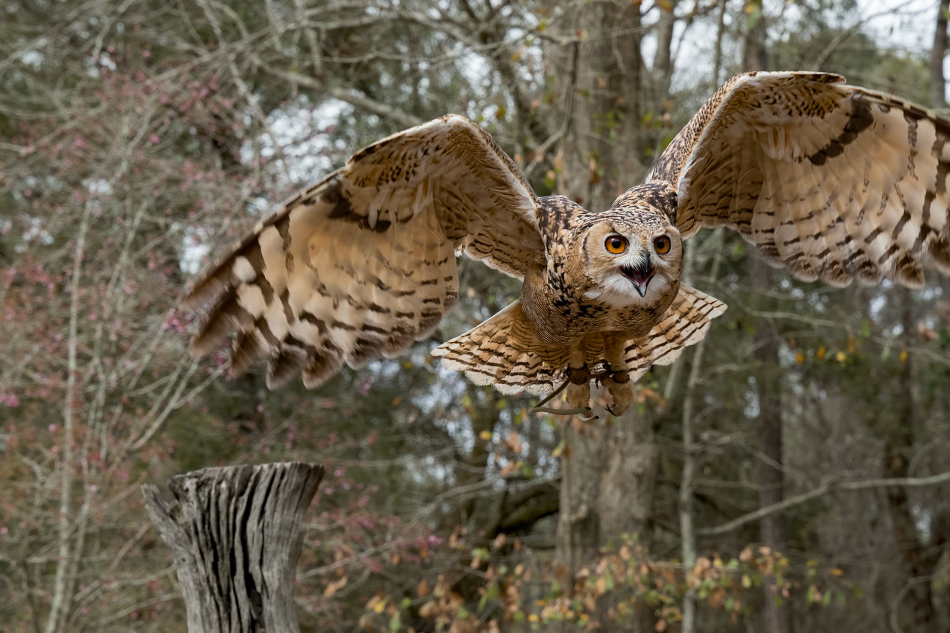 Desert eagle owl, pharoah eagle owl 11,  Center for Birds of Prey, Awendaw, SC
