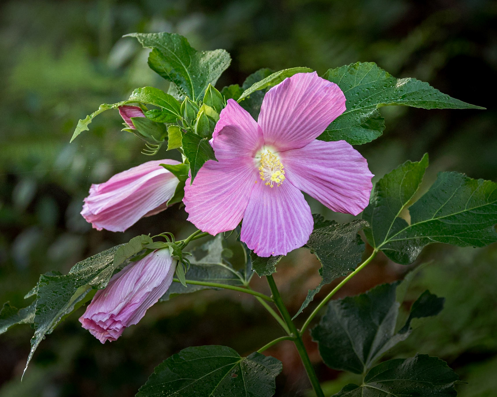 Swamp hibiscus with bee 7, Greater Green Swamp area