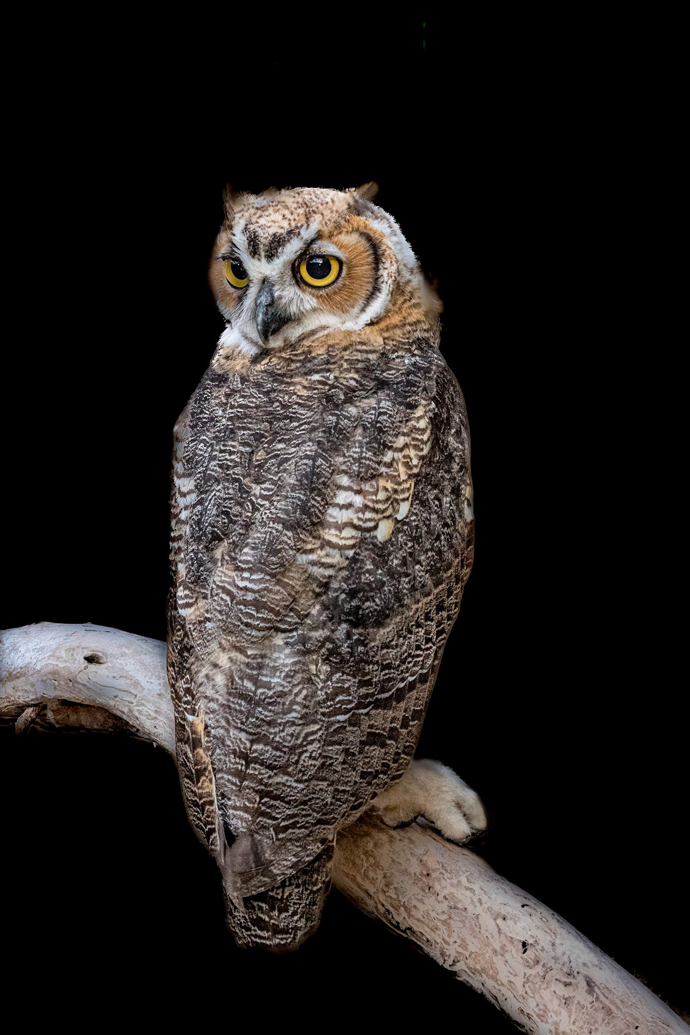 Hootsie 11, Great Horned Owl Juvenile, Sea Biscuit Wildlife Shelter