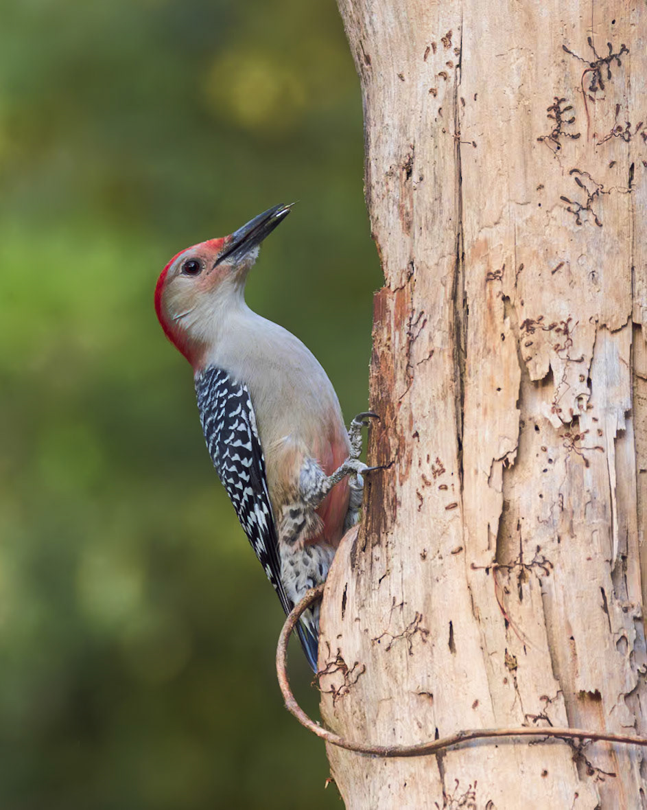 Red bellied woodpecker 7, The Nut House, Clemson, SC