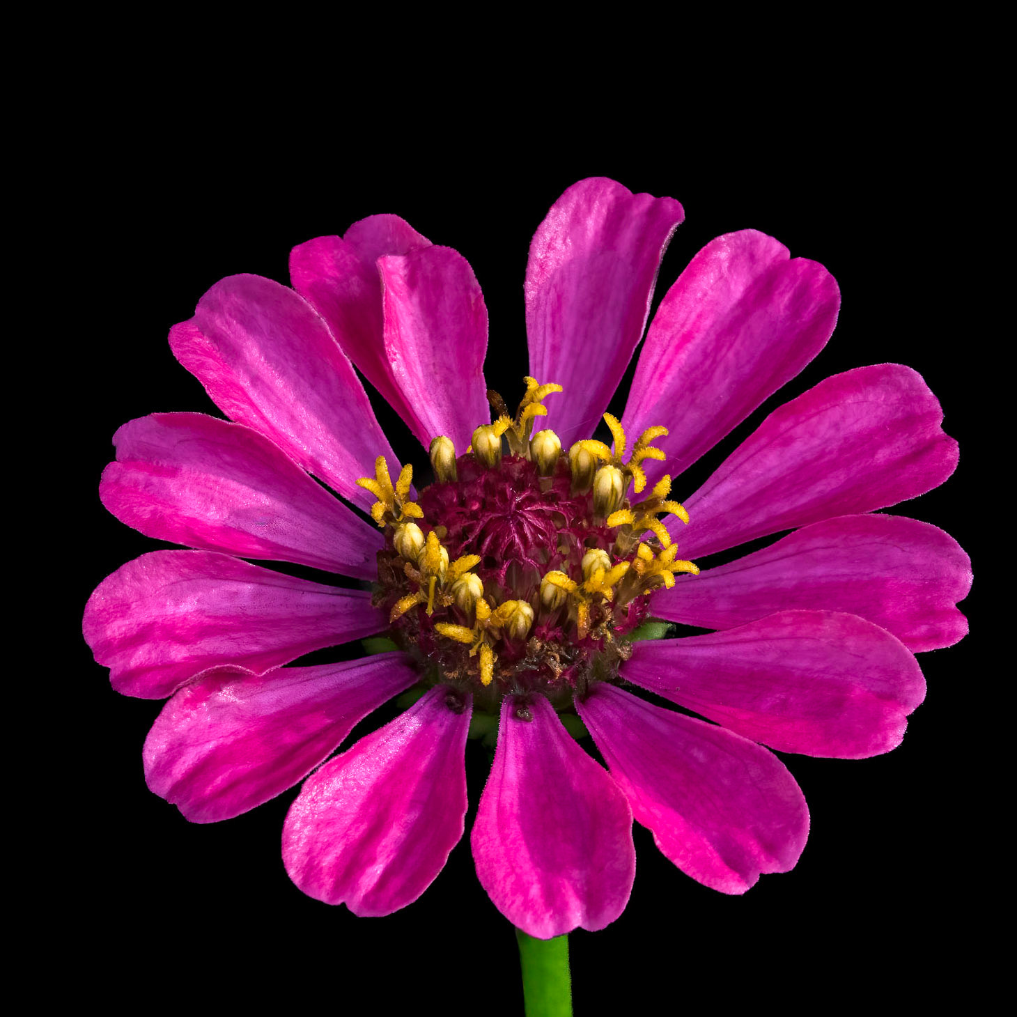 Zinnia 6, Brunswick County Botanical Gardens