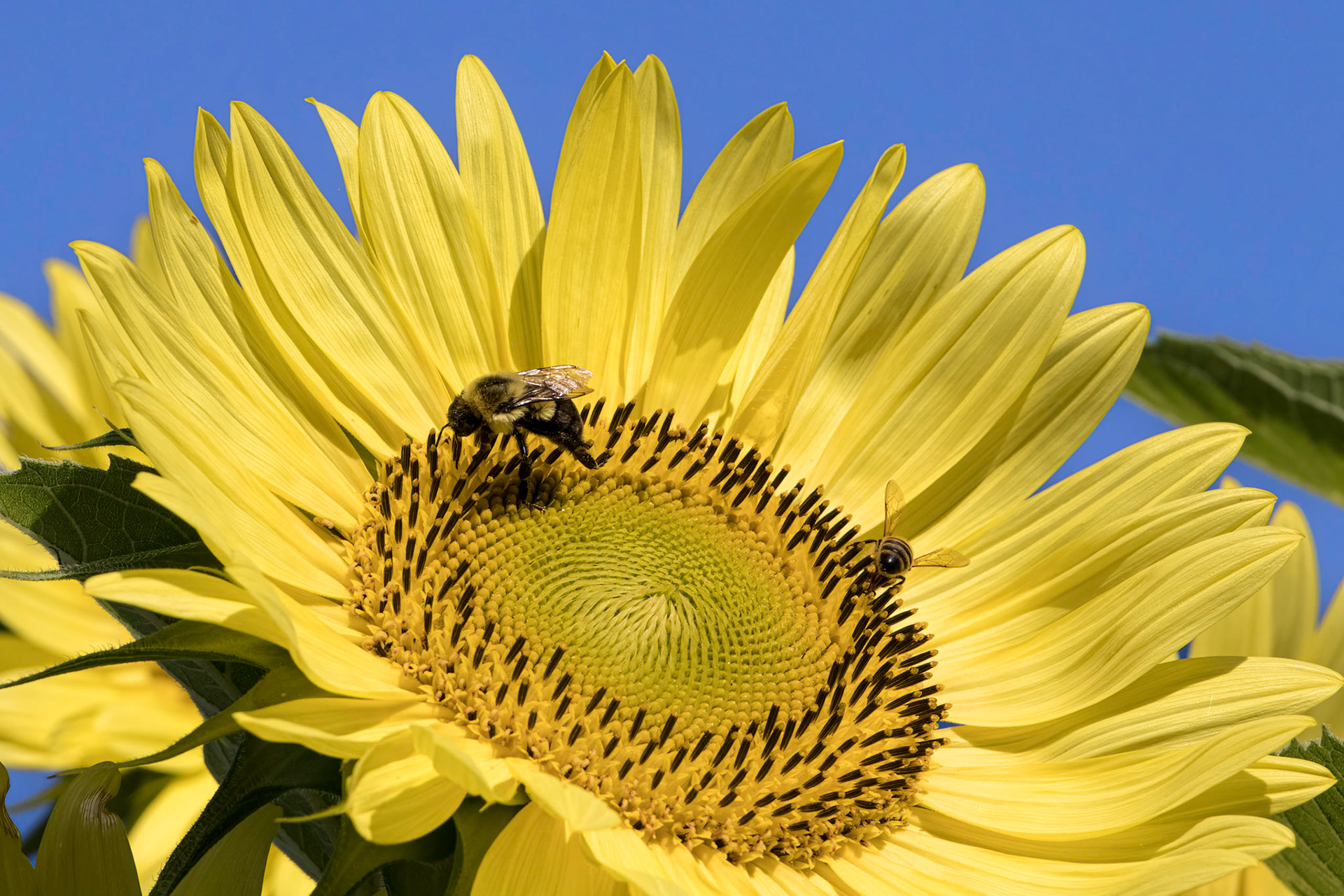 Sunflower 10, Brunswick County Botanical Garden