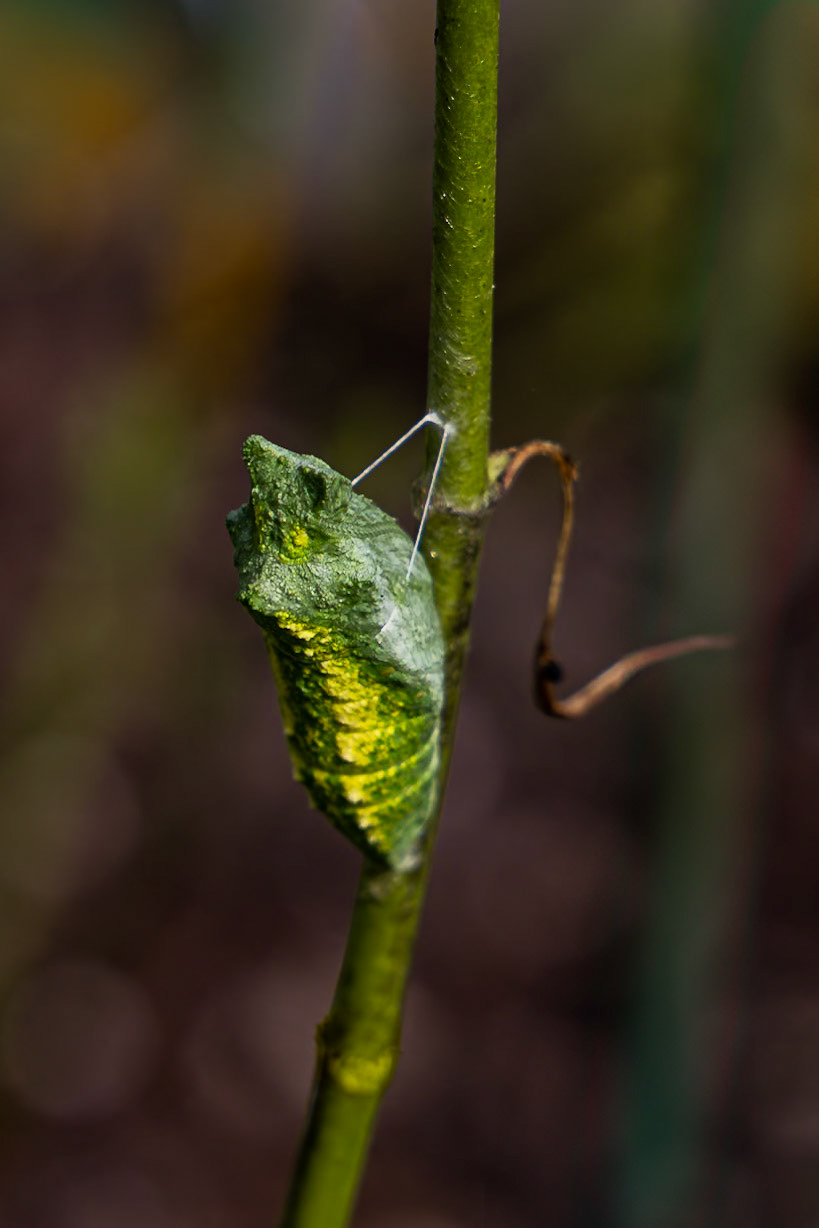 Black swallowtail chrysalis 3, Private home in Calabash, NC